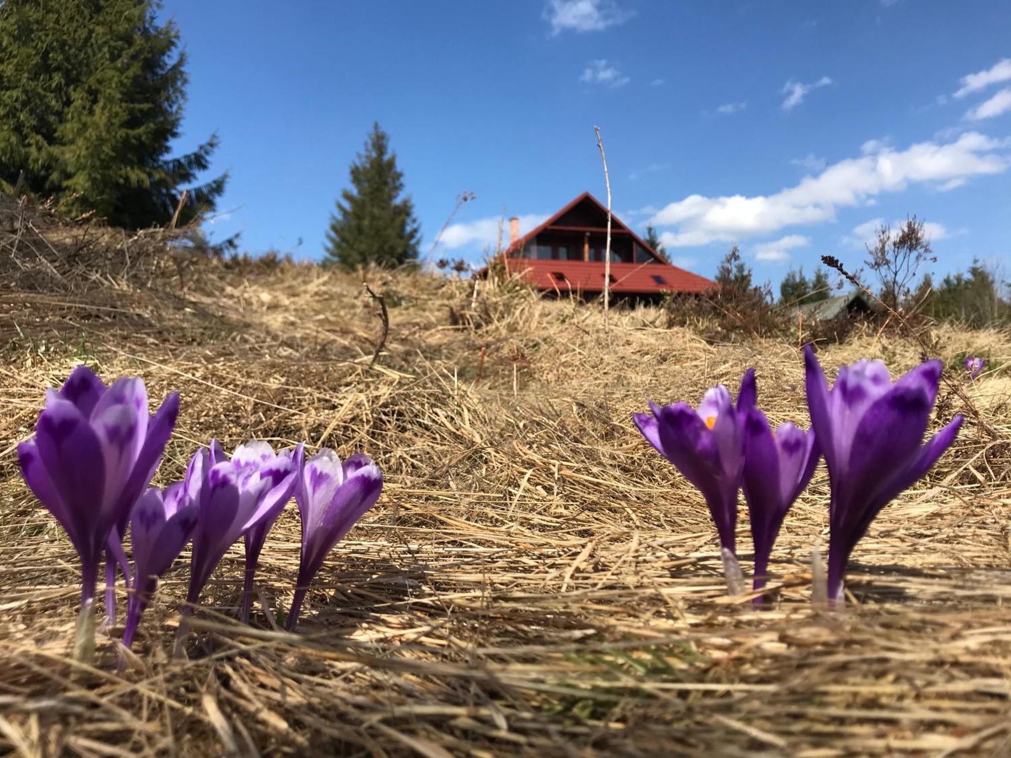 Cabana Transilvania Beliş エクステリア 写真
